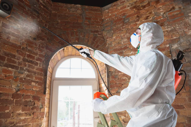 Why You Should Choose Our Mold Remediation Services in Kingsley, IA