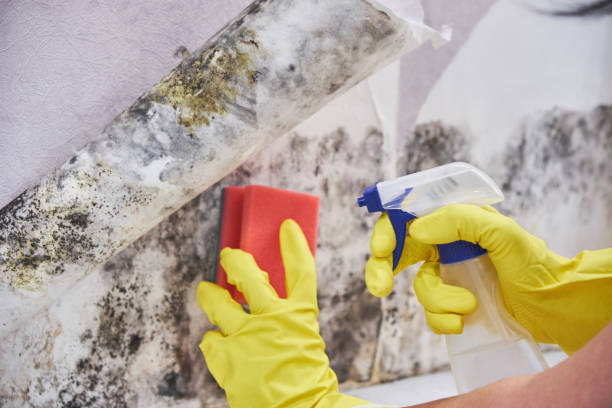 Best Mold Damage Restoration  in Kingsley, IA